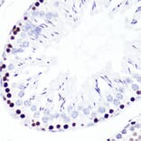 Immunohistochemistry - Anti-Histone H3 (di methyl Lys4) Antibody (A16704) - Antibodies.com