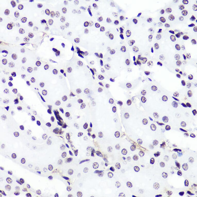 Immunohistochemistry - Anti-Histone H3 (di methyl Lys4) Antibody (A16704) - Antibodies.com