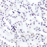 Immunohistochemistry - Anti-Histone H3 (di methyl Lys4) Antibody (A16704) - Antibodies.com
