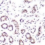 Immunohistochemistry - Anti-Histone H3 (di methyl Lys4) Antibody (A16704) - Antibodies.com