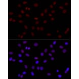 Immunofluorescence - Anti-Histone H3 (di methyl Lys4) Antibody (A16704) - Antibodies.com