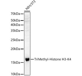 Western Blot - Anti-Histone H3 (tri methyl Lys4) Antibody (A16705) - Antibodies.com