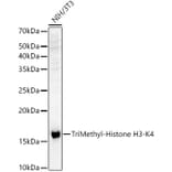 Western Blot - Anti-Histone H3 (tri methyl Lys4) Antibody (A16705) - Antibodies.com