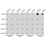 Dot Blot - Anti-Histone H3 (tri methyl Lys4) Antibody (A16705) - Antibodies.com