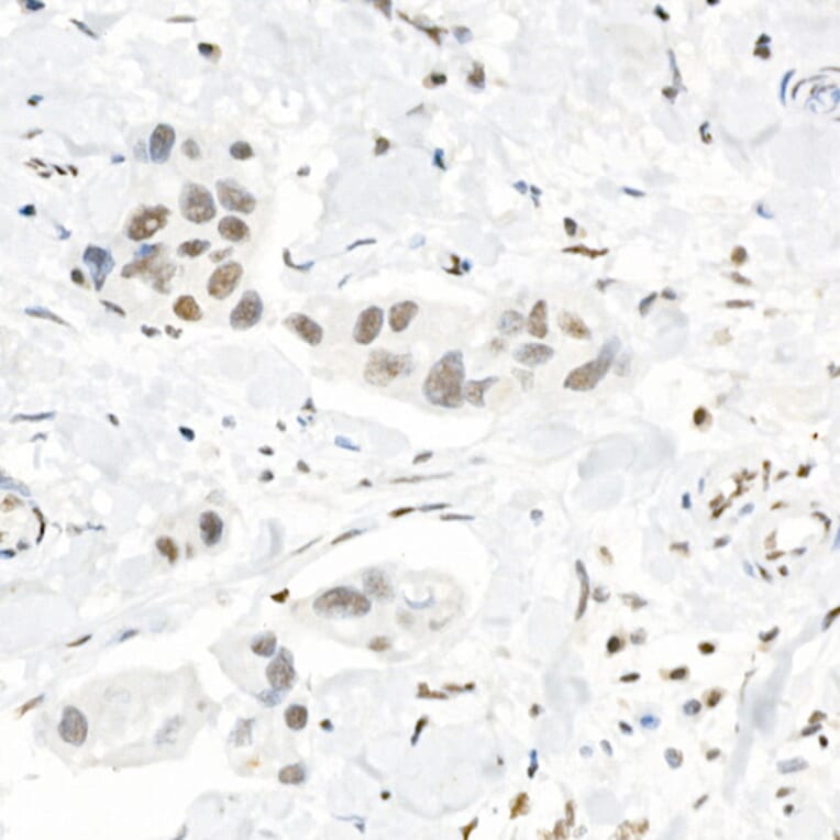 Immunohistochemistry - Anti-Histone H3 (tri methyl Lys4) Antibody (A16705) - Antibodies.com