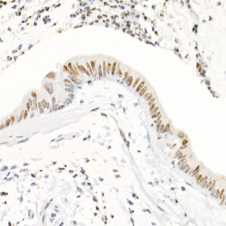 Immunohistochemistry - Anti-Histone H3 (tri methyl Lys4) Antibody (A16705) - Antibodies.com