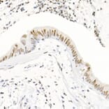 Immunohistochemistry - Anti-Histone H3 (tri methyl Lys4) Antibody (A16705) - Antibodies.com