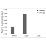 Chromatin Immunoprecipitation - Anti-Histone H3 (tri methyl Lys4) Antibody (A16705) - Antibodies.com