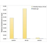 Chromatin Immunoprecipitation - Anti-Histone H3 (tri methyl Lys4) Antibody (A16705) - Antibodies.com