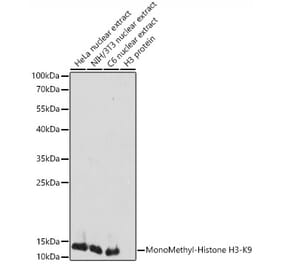 Western Blot - Anti-Histone H3 (mono methyl Lys9) Antibody (A16706) - Antibodies.com