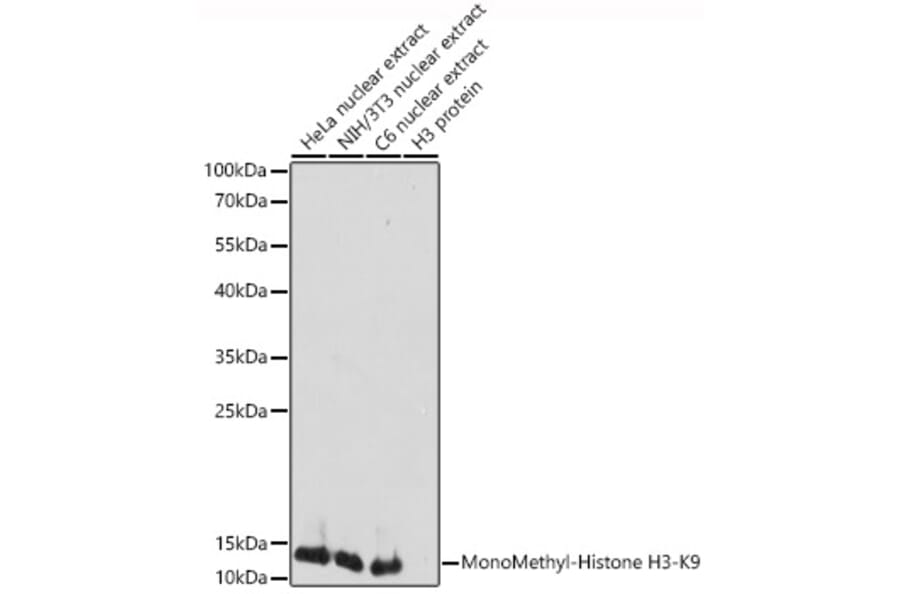 Western Blot - Anti-Histone H3 (mono methyl Lys9) Antibody (A16706) - Antibodies.com