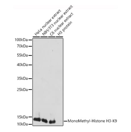 Western Blot - Anti-Histone H3 (mono methyl Lys9) Antibody (A16706) - Antibodies.com