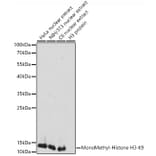 Western Blot - Anti-Histone H3 (mono methyl Lys9) Antibody (A16706) - Antibodies.com