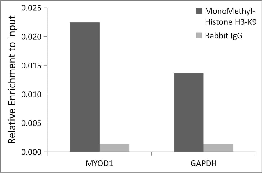 Chromatin Immunoprecipitation - Anti-Histone H3 (mono methyl Lys9) Antibody (A16706) - Antibodies.com