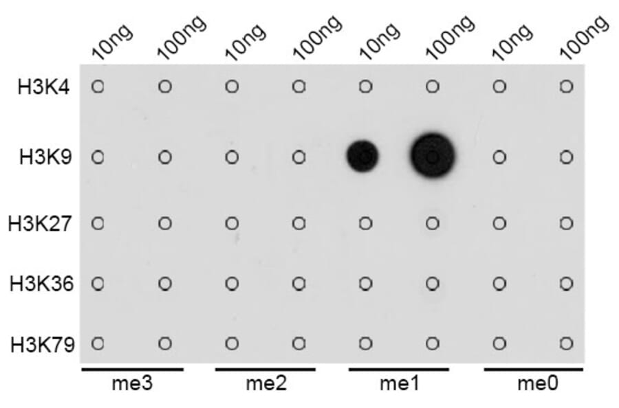 Dot Blot - Anti-Histone H3 (mono methyl Lys9) Antibody (A16706) - Antibodies.com