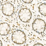Immunohistochemistry - Anti-Histone H3 (mono methyl Lys9) Antibody (A16706) - Antibodies.com