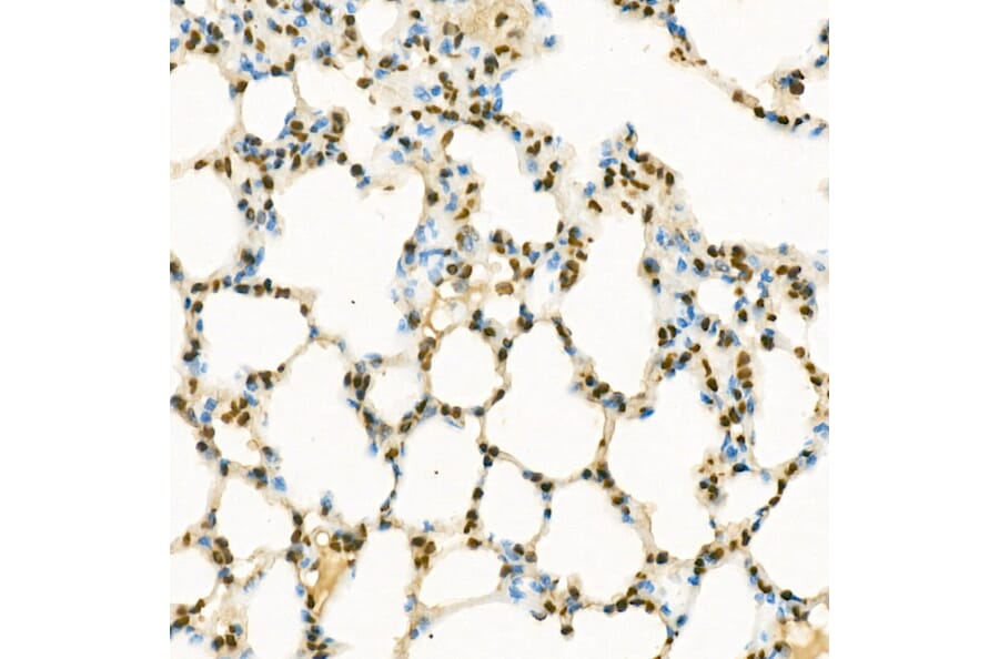 Immunohistochemistry - Anti-Histone H3 (mono methyl Lys9) Antibody (A16706) - Antibodies.com