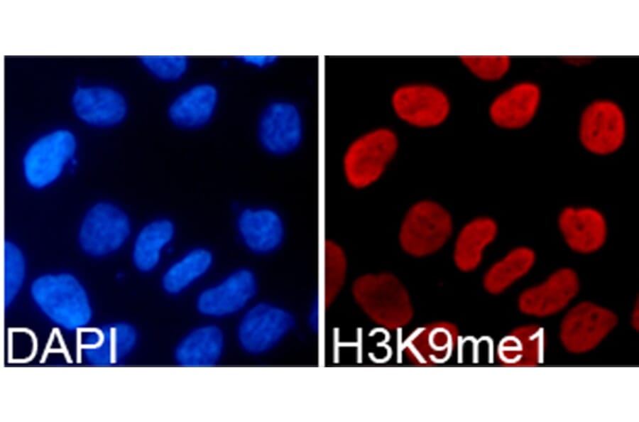 Immunofluorescence - Anti-Histone H3 (mono methyl Lys9) Antibody (A16706) - Antibodies.com