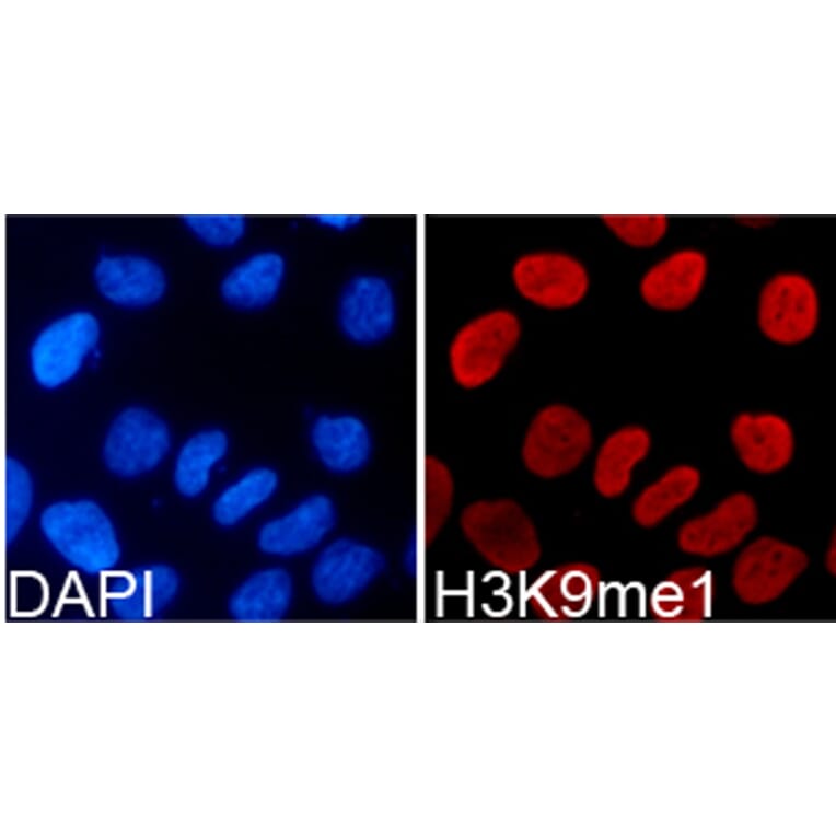 Immunofluorescence - Anti-Histone H3 (mono methyl Lys9) Antibody (A16706) - Antibodies.com