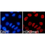 Immunofluorescence - Anti-Histone H3 (mono methyl Lys9) Antibody (A16706) - Antibodies.com