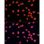 Immunofluorescence - Anti-Histone H3 (mono methyl Lys9) Antibody (A16706) - Antibodies.com