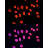 Immunofluorescence - Anti-Histone H3 (mono methyl Lys9) Antibody (A16706) - Antibodies.com