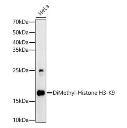 Western Blot - Anti-Histone H3 (di methyl Lys9) Antibody (A16707) - Antibodies.com