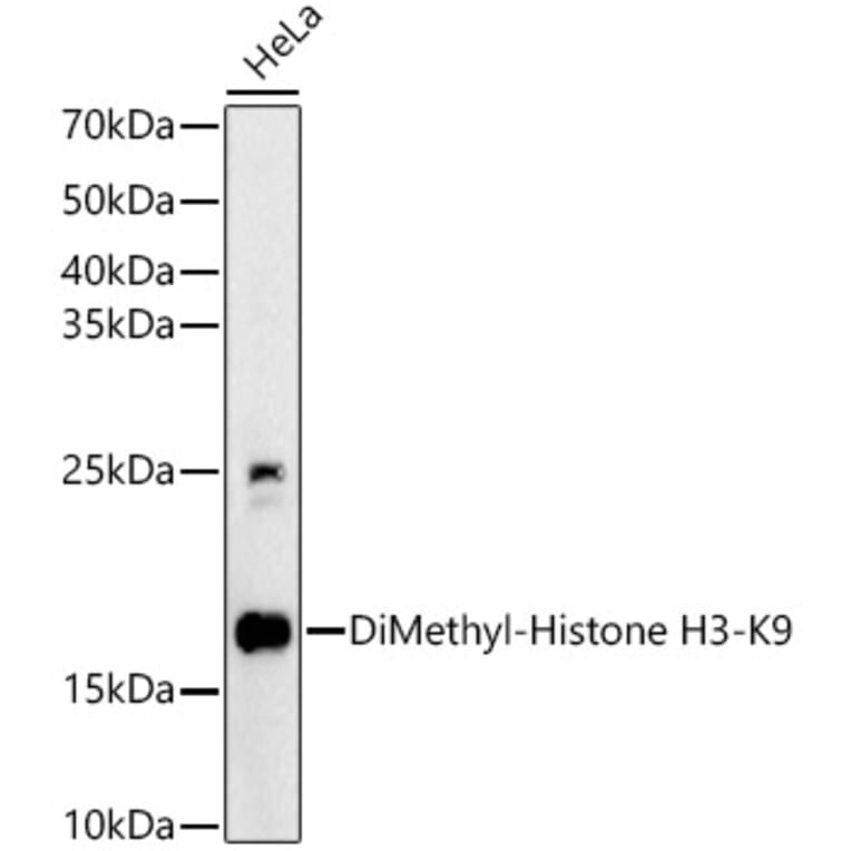 Western Blot - Anti-Histone H3 (di methyl Lys9) Antibody (A16707) - Antibodies.com