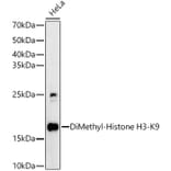 Western Blot - Anti-Histone H3 (di methyl Lys9) Antibody (A16707) - Antibodies.com