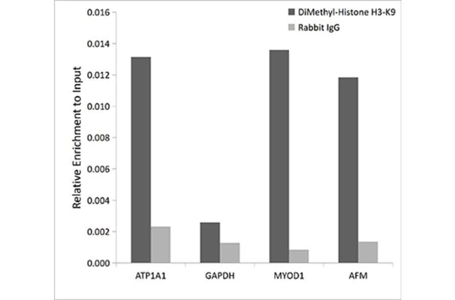 Chromatin Immunoprecipitation - Anti-Histone H3 (di methyl Lys9) Antibody (A16707) - Antibodies.com
