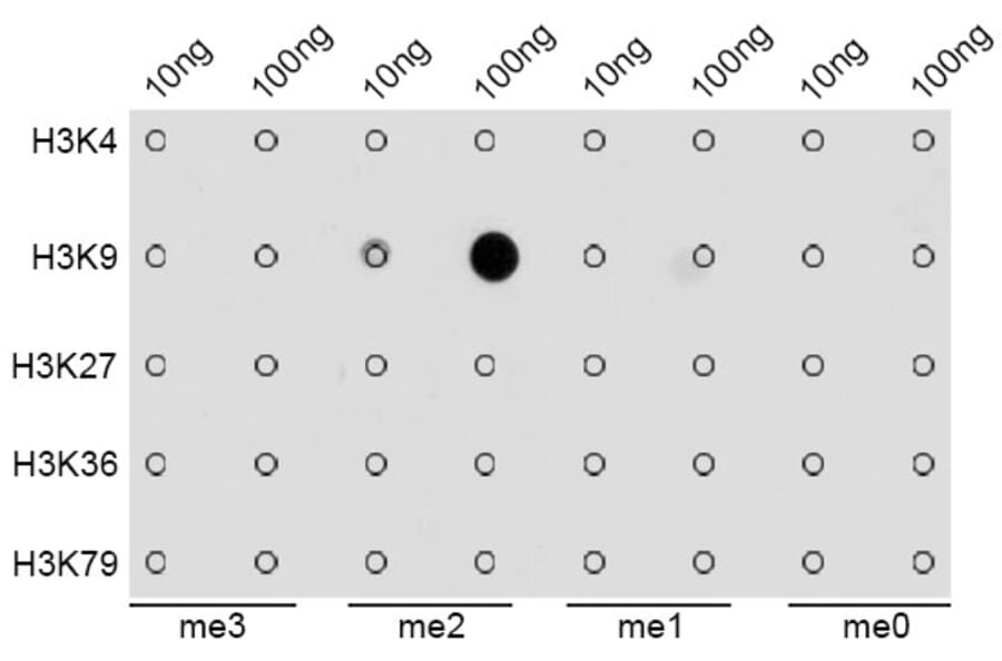 Dot Blot - Anti-Histone H3 (di methyl Lys9) Antibody (A16707) - Antibodies.com
