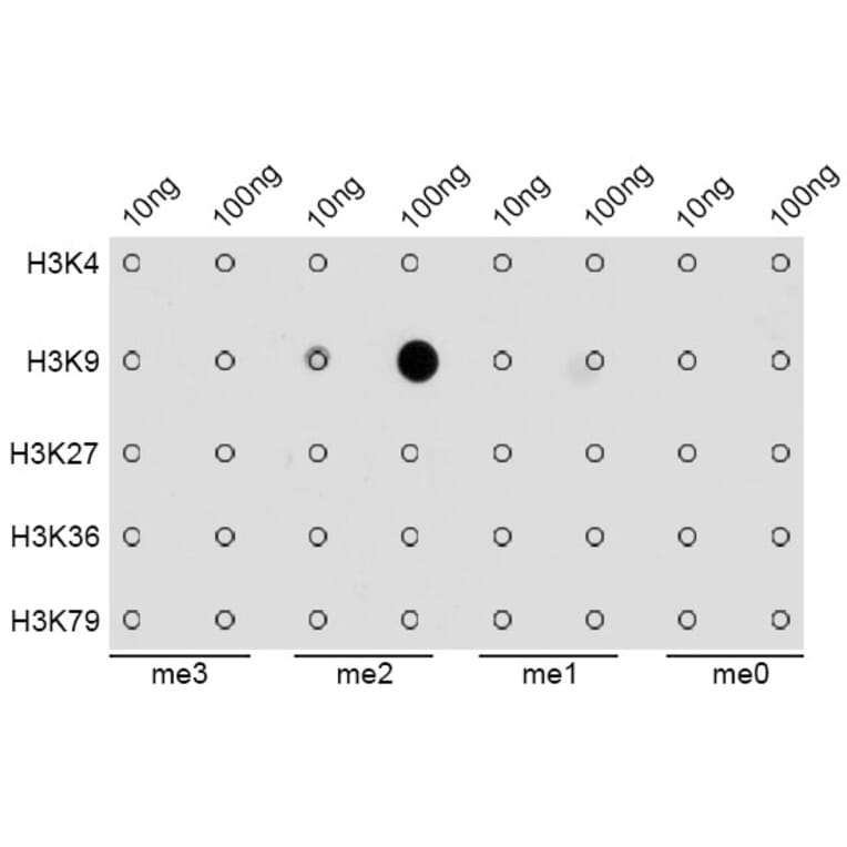 Dot Blot - Anti-Histone H3 (di methyl Lys9) Antibody (A16707) - Antibodies.com