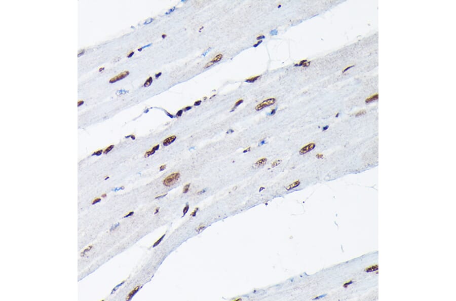 Immunohistochemistry - Anti-Histone H3 (di methyl Lys9) Antibody (A16707) - Antibodies.com