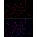 Immunofluorescence - Anti-Histone H3 (di methyl Lys9) Antibody (A16707) - Antibodies.com