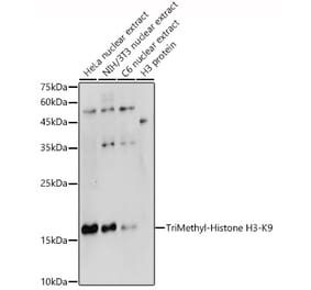 Western Blot - Anti-Histone H3 (tri methyl Lys9) Antibody (A16708) - Antibodies.com