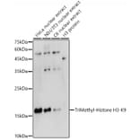 Western Blot - Anti-Histone H3 (tri methyl Lys9) Antibody (A16708) - Antibodies.com