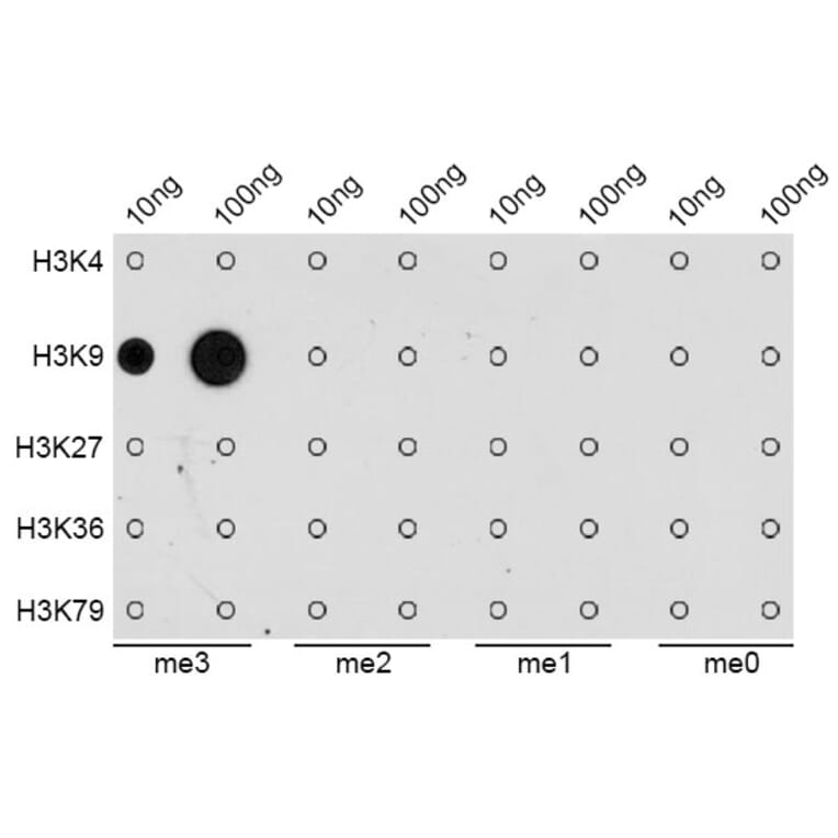 Dot Blot - Anti-Histone H3 (tri methyl Lys9) Antibody (A16708) - Antibodies.com