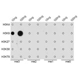 Dot Blot - Anti-Histone H3 (tri methyl Lys9) Antibody (A16708) - Antibodies.com