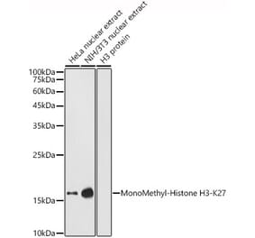 Western Blot - Anti-Histone H3 (mono methyl Lys27) Antibody (A16709) - Antibodies.com