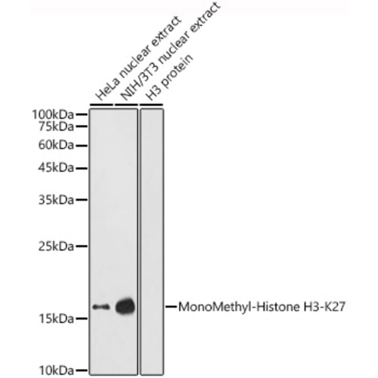 Western Blot - Anti-Histone H3 (mono methyl Lys27) Antibody (A16709) - Antibodies.com