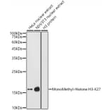 Western Blot - Anti-Histone H3 (mono methyl Lys27) Antibody (A16709) - Antibodies.com