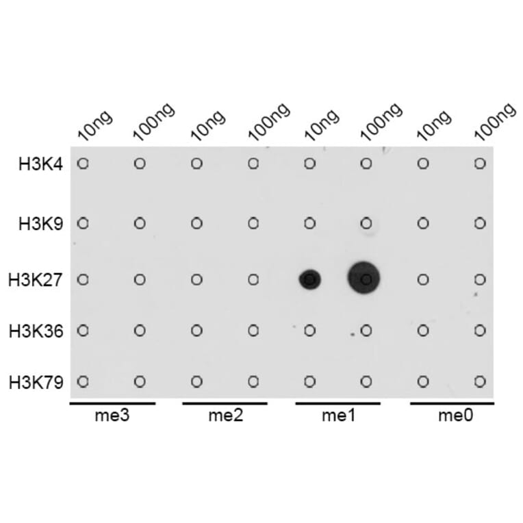 Dot Blot - Anti-Histone H3 (mono methyl Lys27) Antibody (A16709) - Antibodies.com