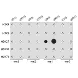 Dot Blot - Anti-Histone H3 (mono methyl Lys27) Antibody (A16709) - Antibodies.com