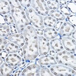 Immunohistochemistry - Anti-Histone H3 (mono methyl Lys27) Antibody (A16709) - Antibodies.com