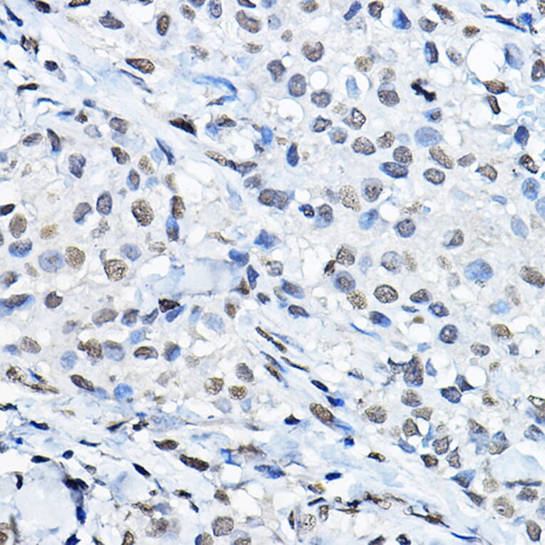 Immunohistochemistry - Anti-Histone H3 (mono methyl Lys27) Antibody (A16709) - Antibodies.com