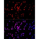Immunofluorescence - Anti-Histone H3 (mono methyl Lys27) Antibody (A16709) - Antibodies.com