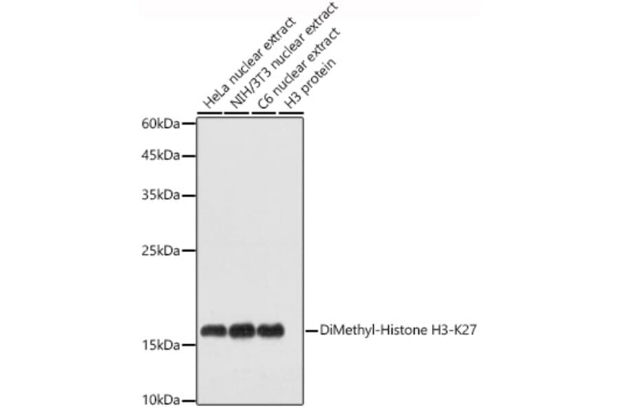 Western Blot - Anti-Histone H3 (di methyl Lys27) Antibody (A16710) - Antibodies.com