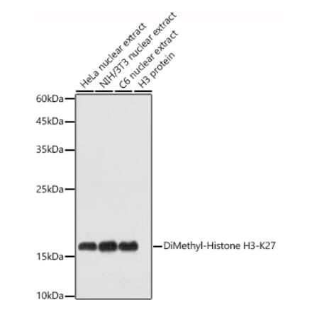 Western Blot - Anti-Histone H3 (di methyl Lys27) Antibody (A16710) - Antibodies.com