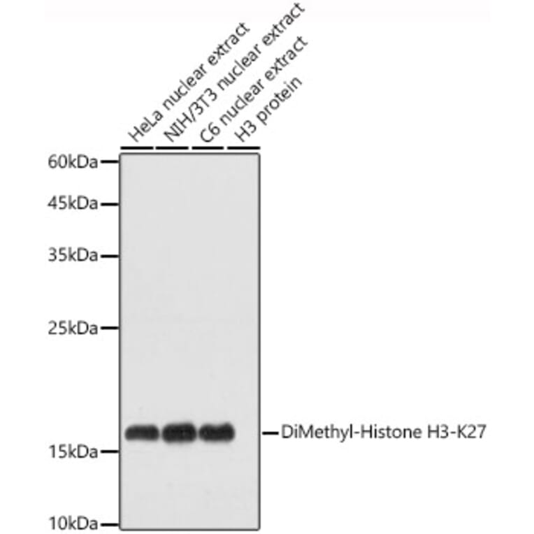 Western Blot - Anti-Histone H3 (di methyl Lys27) Antibody (A16710) - Antibodies.com