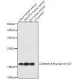 Western Blot - Anti-Histone H3 (di methyl Lys27) Antibody (A16710) - Antibodies.com